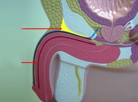 Ligaments of the penis