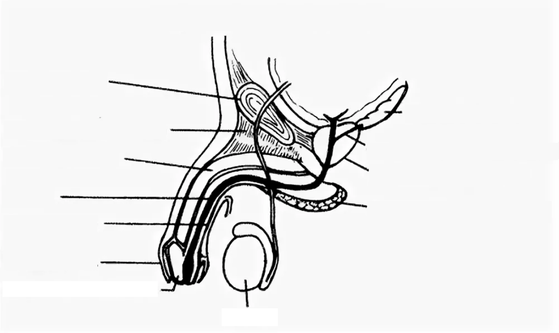 The structure of the penis