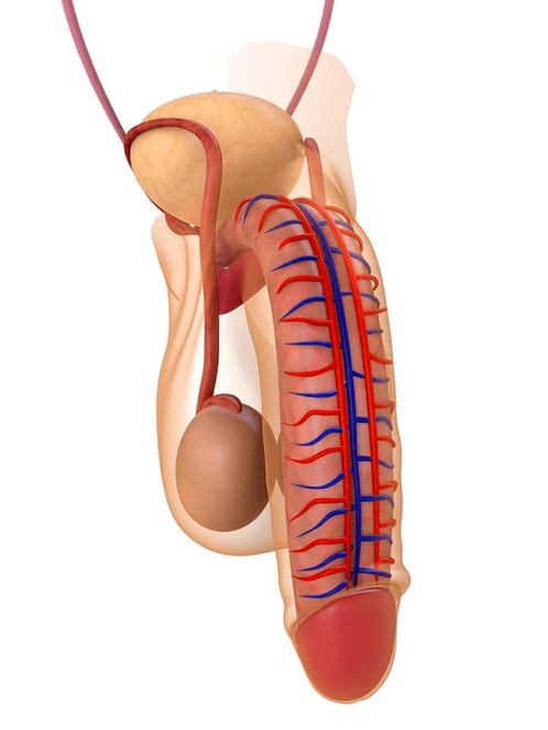 The structure of the penis